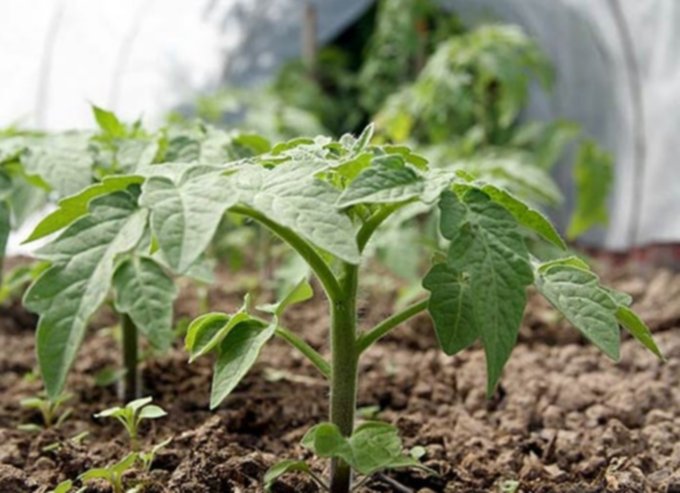 Продажа рассады